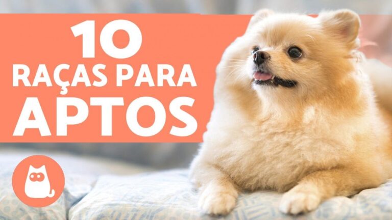 Mini Caes para Apartamento: Solu&ccedil;&otilde;es Compactas para Espa&ccedil;os Pequenos