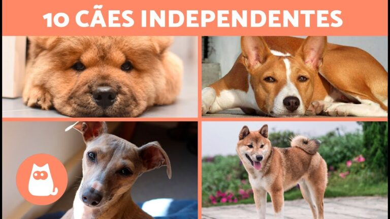 C&atilde;es ideais para apartamentos: 5 ra&ccedil;as que ficam bem sozinhas