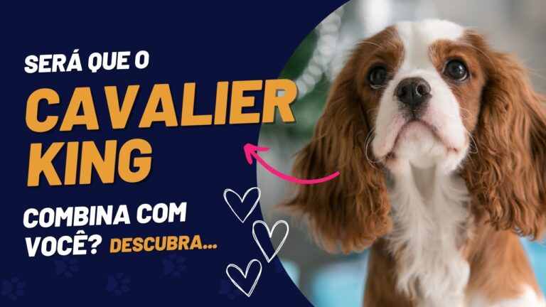 Adoção de Cavalier King Charles Spaniel: Guia Completo