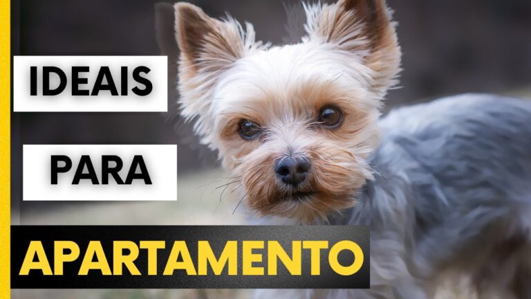 Os Casos de Porte: Uma Análise Concisa