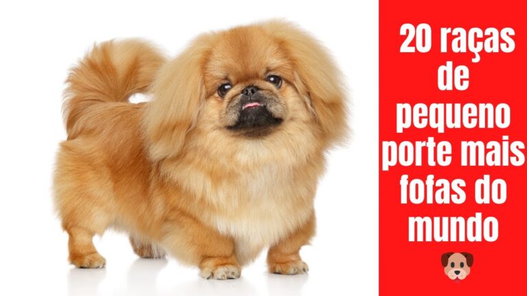Ra&ccedil;as de C&atilde;es Pequenos: Conhe&ccedil;a as Melhores Op&ccedil;&otilde;es