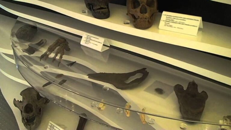 Museu de História Natural de Sintra: Uma Jornada pela Natureza