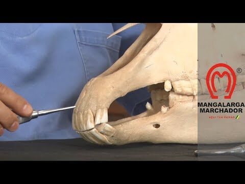 O guia definitivo para cuidar do dente de cavalo com aparelho