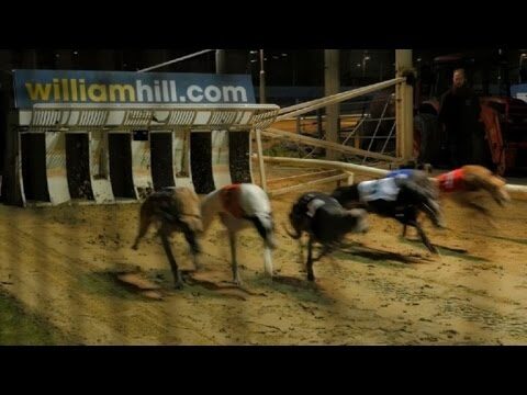 Corridas de c&atilde;es em Portugal: Uma an&aacute;lise cr&iacute;tica
